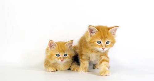 Cream Blotched Tabby Maine Coon Domestic Cat, Kittens against White Background, Normandy in France