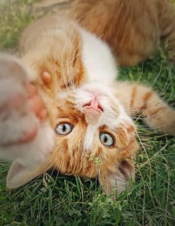 Playful orange kitten lying upside down on the green grass. Little ginger cat cute scene outdoors