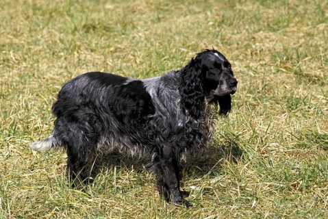 Blue Picardy Spaniel Dog on Grass