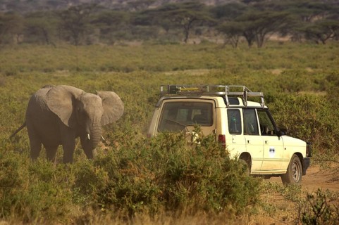 African Elephant (loxodonta africana), Safari in Samburu Park in Kenya