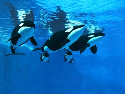 Killer Whale (orcinus orca), Females with calf