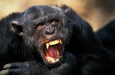 Chimpanzee (pan troglodytes), Adult with Open Mouth, Defensive Posture