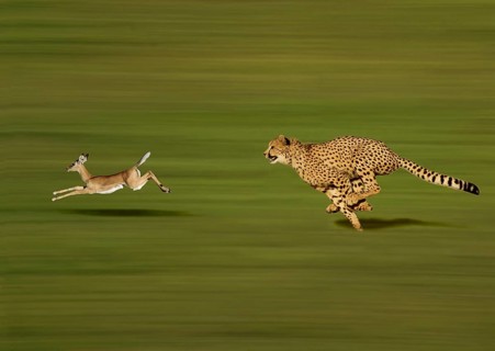 CHEETAH (acinonyx jubatus), Adult hunting a Thomson's Gazelle, gazella thomsoni