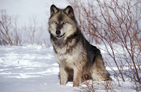 North American mackenzie valley wolf (canis lupus occidentalis), adult on snow, Canada, North