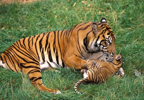 Sumatran tiger (panthera tigris sumatrae), FEMALE PLAYING WITH DICE