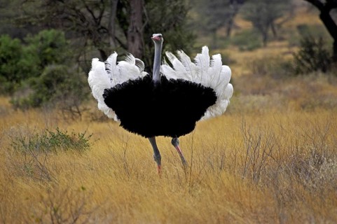 Ostrich (struthio camelus), Male in Courtship display, Masai Mara Park in Kenya