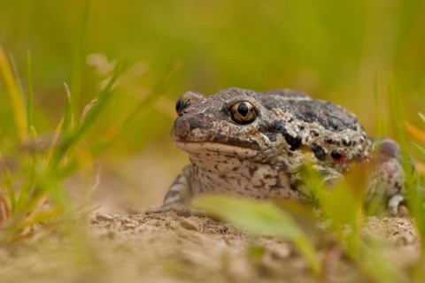 Common spadefoot (Pelobates fuscus) Rhineland-Palatinate, Germany, Europe
