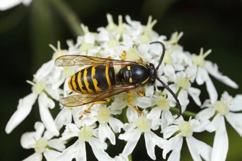 Dolichovespula sylvestris (Dolichovespula sylvestris), Germany, Europe