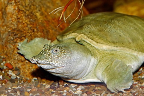 Chinese soft-shelled turtle (Trionyx sinensis)