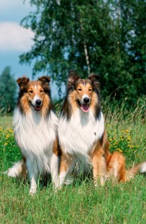 Collies, Scottish Shepherd Dog