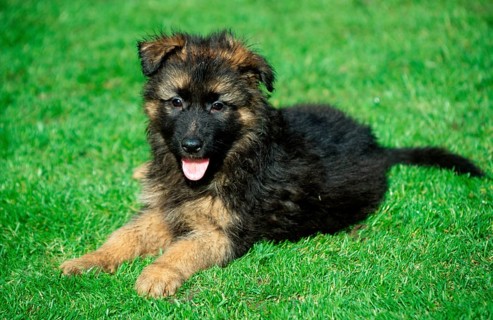 German shepherd, puppy, 8 weeks, Alsatian
