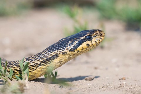 Four-lined Snake (Elaphe quatuorlineata), Bulgaria, Europe