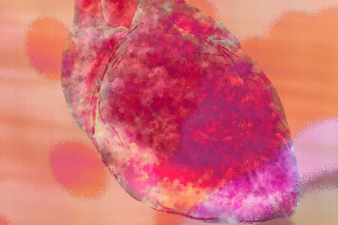The organ heart is a pump and a hollow muscle with 4 chambers