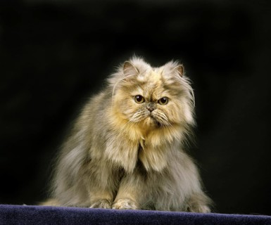 Smoke Persian Domestic Cat, Adult sitting against Black Background
