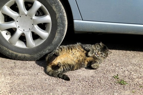 Cat laying under Car