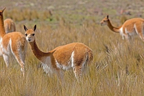 Vicuna (vicugna vicugna), Pampas Galeras Reserve in Peru