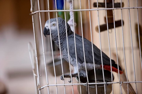 African Grey Parrot (psittacus erithacus), Adult standing in Cage