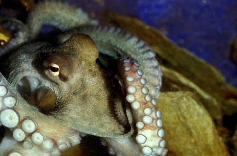 COMMON OCTOPUS (octopus vulgaris)