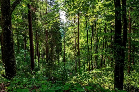 Dense mixed forest, near Schoberstein near Molln, Upper Austria, Austria, Europe