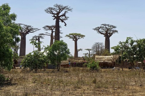 Baobab Avenue, African baobab (adansonia digitata), Madagascar, Africa