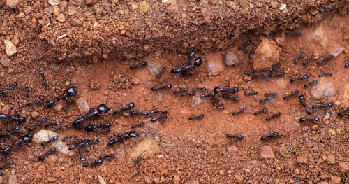 Ants, Masai Mara Park in Kenya