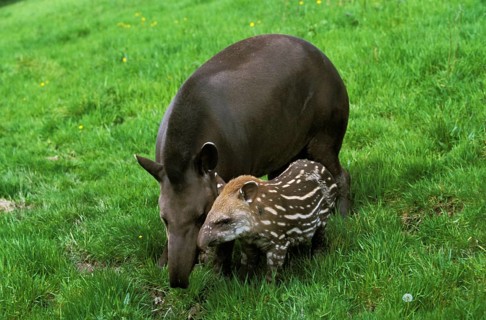 Lowland Tapir (tapirus terrestris), Female with Calf