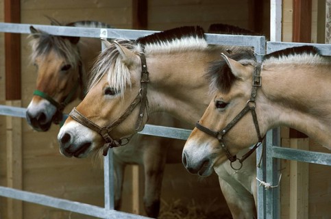 Fjordhest Norvegian Pony at Stable