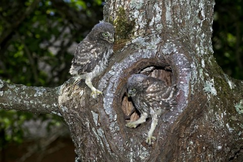 LITTLE OWL (athene noctua), CHIK AT NEST ENTRANCE, NORMANDY IN FRANCE