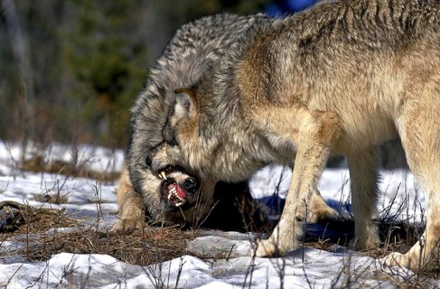 NORTH AMERICAN GREY WOLF (canis lupus occidentalis), TWO ADULTS FIGHTING, CANADA