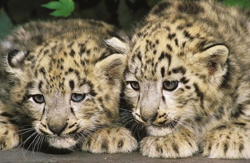 SNOW LEOPARD OR OUNCE uncia uncia, CUB LAYING DOWN