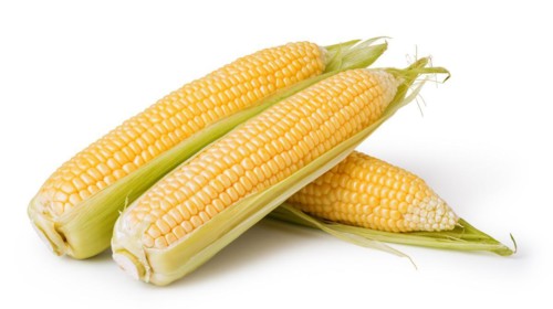 corn isolated on a white background