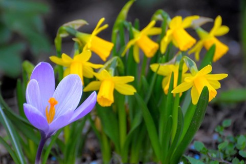 Crocus with daffodils in the garden, yellow daffodil (Narcissus pseudonarcissus), daffodil,
