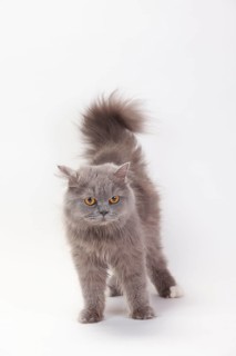 British longhair cat, blue-white, Highlander, Lowlander, Britanica, BLH