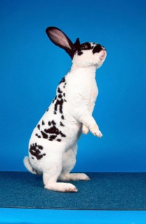 Dalmatian Rex Rabbit, Domestic Rabbit