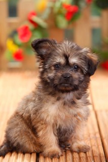Mongrel dog, puppy, 11 weeks (Pomeranian x Chihuahua), Pomchi, Chiranian