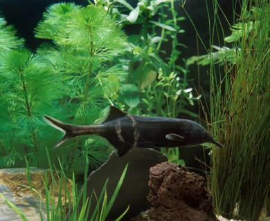Elephant Nose Fish (gnathonemus petersii), Aquarium Fish