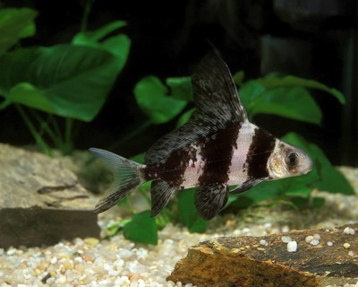 Freshwater Batfish or Chinese Sucker (myxocyprinus asiaticus), Aquarium fish
