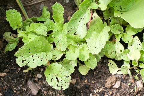 Radish (Raphanus sativus var. sativus), leaves with signs of feeding by pests, earth flea, cabbage