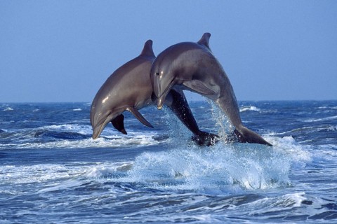 Bottlenose Dolphins (Tursiops truncatus)