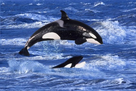 Orcas (Orcinus orca), Schwertwale, seitlich, side, Orka