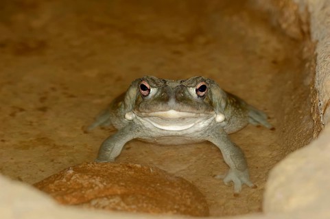 Colorado River Toad (Bufo alvarius), Sonoran Desert Toad
