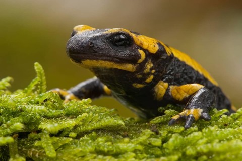 Fire salamander (Salamandra salamandra) Rhineland-Palatinate, Germany, Europe