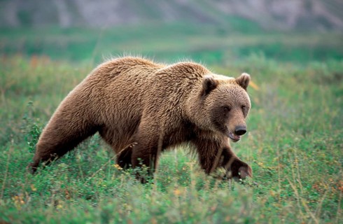 Grizzly bear (Ursus arctos horribilis), Mount McKinley National Park, Alaska, Grizzly bear, USA,