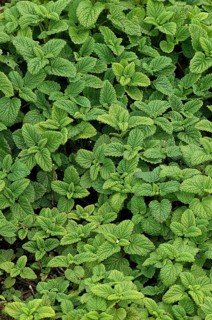 LEMON BALM (melissa officinalis)