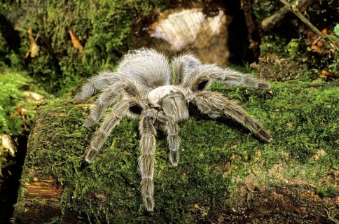Spider, theraphosa sp, Specy from South America