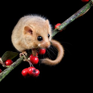Common Dormouse (muscardinus avellanarius), standing on Branch with Berries, Normandy