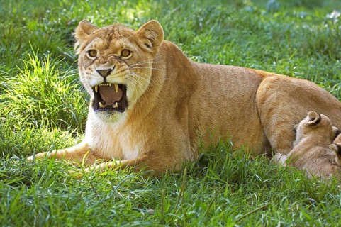 AFRICAN LION (panthera leo), FEMALE GROWLING WITH BABY