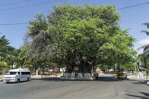 African baobab (adansonia digitata), around 1000 years old, Mahajanga, Madagascar, Africa