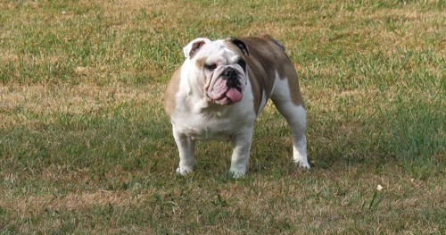English Bulldog, Female on the Lawn, Normandy