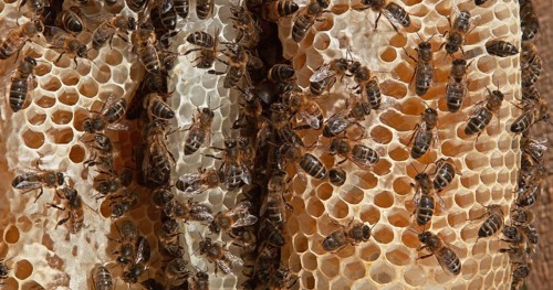 European Honey bee (Apis mellifera), Bees working on a Wild Ray, Natural Brood, Normandy